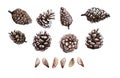 Hand drawn pine cone and pine seeds set, clip art, isolated, watercolor realistic illustration. Woodland clipart Royalty Free Stock Photo