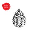 Hand drawn pine cone sketch style. Christmas symbol isolated on white background. Royalty Free Stock Photo