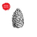 Hand drawn pine cone sketch style. Christmas symbol isolated on white background. Royalty Free Stock Photo