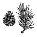 Hand drawn pine tree branch Royalty Free Stock Photo