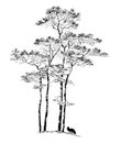 Hand drawn PINE TREE, sketch.