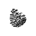 Hand drawn pinecone vector illustration. Linocut pine or fir cone decorative graphic image. Stylized monochrome engraved black Royalty Free Stock Photo