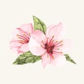 Hand drawn pink cheery blossom flower Royalty Free Stock Photo