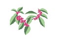 Hand drawn pink cherries tree element vector