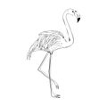 Hand drawn pink flamingo, colorful sketch style vector illustration isolated on white background. Hand drawing of pink Royalty Free Stock Photo