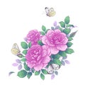 Hand Drawn Pink Rose Flowers and Butterflies Royalty Free Stock Photo