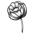 Hand drawn pion flower isolated on white. Vector illustration in sketch style