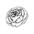 Hand drawn pion flower isolated on white. Vector illustration in sketch style