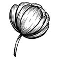 Hand drawn pion flower isolated on white. Vector illustration in sketch style