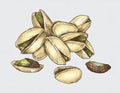 Hand drawn pistachio buts isolated