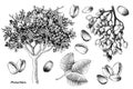 Hand drawn pistachio nuts vector set Royalty Free Stock Photo