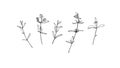 Hand drawn plant collection. Set of flowers outlines. Black isolated plants sketch vector on white background. Herb wildflower Royalty Free Stock Photo