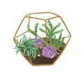 Hand drawn plant terrarium with succulents in modern scandi style. Decorative houseplants composition in glass florarium