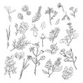 Hand drawn plants elements - isolated flowers, leaves, herbs - for decoration prints, labels, patterns. Coloring book.