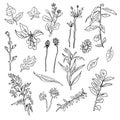 Hand drawn plants elements - isolated flowers, leaves, herbs - for decoration prints, labels, patterns. Coloring book