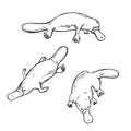 Hand drawn platypus. Vector illustration