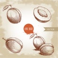 Hand drawn plums set. Single, whole and group. Collection of retro style fruits. Vector illustrations