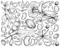 Hand Drawn of Podded Vegetables on A White Background