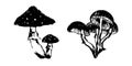 Hand drawn poisonous mushrooms sketch illustration. Vector black ink drawing isolated on white background. Grunge style