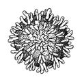 Hand drawn polio virus isolated on white background. Realistic detailed scientifical vector illustration in sketch stile Royalty Free Stock Photo