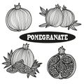 Hand drawn pomegranate fruits