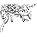 Hand drawn pomegranate tree Royalty Free Stock Photo