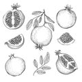 Hand drawn pomegranates