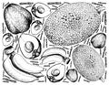 Hand Drawn of Pomerac, Jackfruit and Banana Background