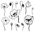 Hand drawn poppy set. Black and white graphic isolated element Royalty Free Stock Photo