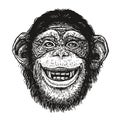 Hand drawn portrait of chimpanzee. Funny monkey, neanderthal man. Sketch vector illustration