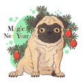 Hand drawn portrait of Christmas pug dog Vector. Royalty Free Stock Photo