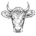 Hand drawn portrait of cute Cow.