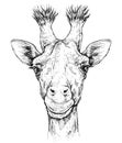 Hand drawn portrait of cute Giraffe. Vector illustration isolated on white Royalty Free Stock Photo