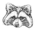 Hand drawn portrait of cute Raccoon. Vector illustration isolated on white