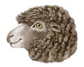 Hand-drawn portrait of a cute sheep in profile looking at the camera with a smile. Cute colored head drawing on white background