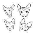 Hand drawn portrait of cute Sphinx cat. Vector illustration isolated on white Royalty Free Stock Photo