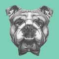 Hand drawn portrait of English Bulldog with glasses and bow tie.