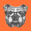 Hand drawn portrait of English Bulldog with glasses.