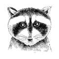 Hand drawn portrait of funny Raccoon baby