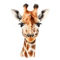 Hand drawn portrait of giraffe, african mammal