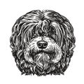 Hand drawn portrait lapdog. Dog, pet, animal sketch. Vintage vector illustration