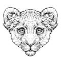 Hand drawn portrait of lion cub / lionet. Vector illustration isolated on white Royalty Free Stock Photo