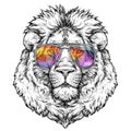 Hand drawn portrait of lion in glasses. Vector illustration isolated on white. Royalty Free Stock Photo