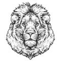 Hand drawn portrait of lion. Vector illustration isolated on white Royalty Free Stock Photo