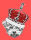 Hand drawn portrait of Maltese Poodle with crown.