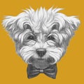 Hand drawn portrait of Maltese Poodle with glasses and bow tie.
