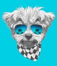 Hand drawn portrait of Maltese Poodle with mirror sunglasses and scarf.