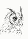 Hand drawn portrait of an owl