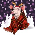 Hand drawn portrait of pig wearing deer horns and blanket. Vector Christmas illustration. Colore piglet. Xmas, New Year Royalty Free Stock Photo