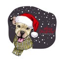 Hand drawn portrait of pit bull terrier dog wearing Santa hat and knitted scarf. Vector Christmas poster. Xmas greeting Royalty Free Stock Photo